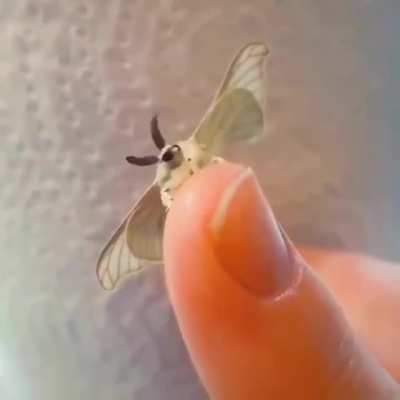 Moff