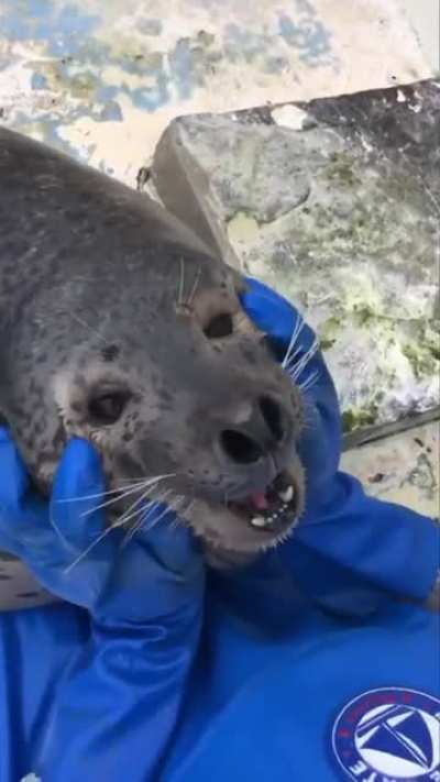 Happy Sea Doggo