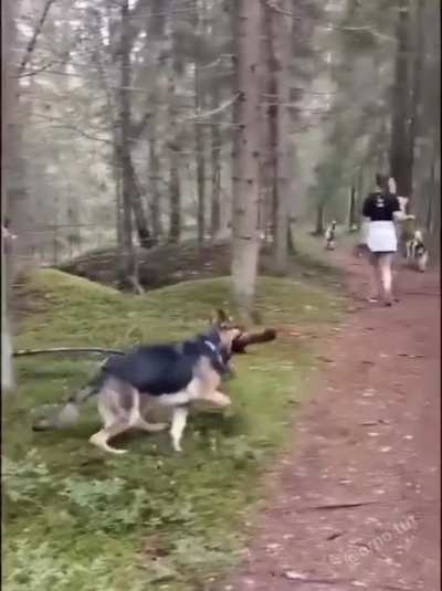 Animal fun part 2