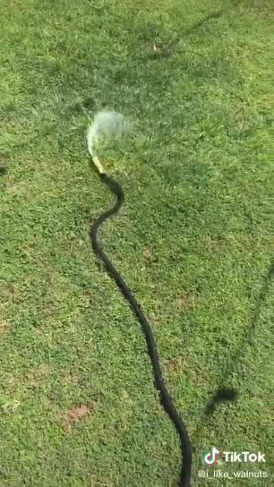 Water noodle