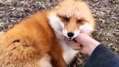 Happy floofs