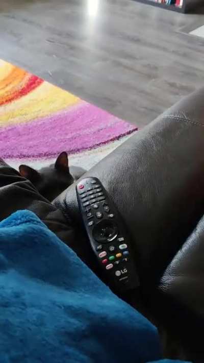I guess he doesn't like what I'm watching...