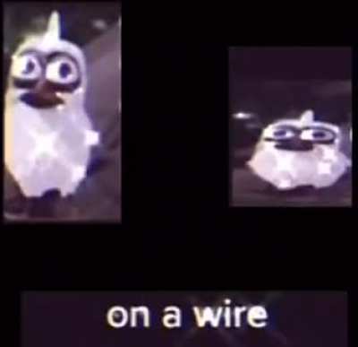 Poor birdy