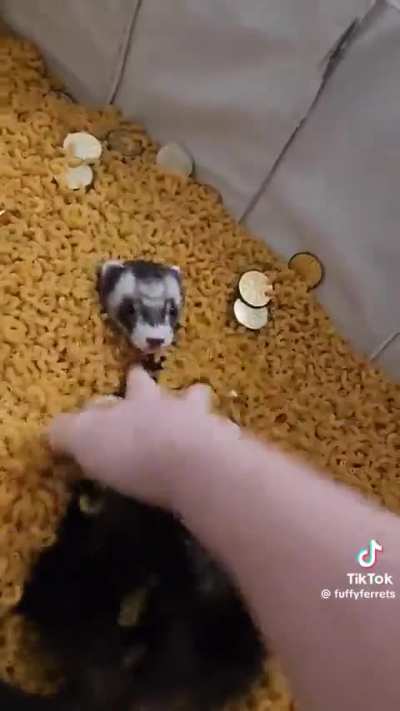 Greedy lunkus