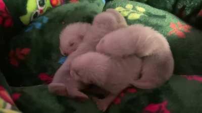 Hungry Meepers!