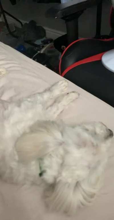 Guess my dog doesn&rsquo;t like the song