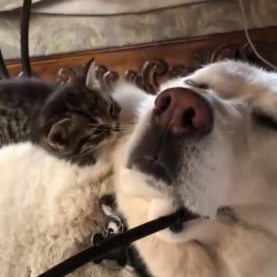 Немного милоты