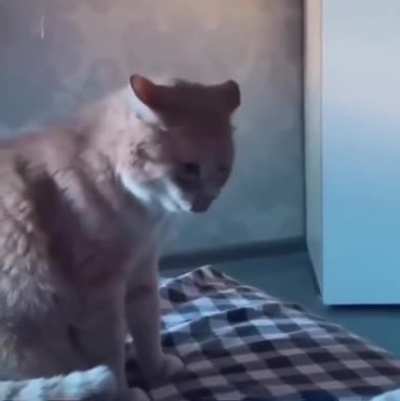 I eat you, kitty