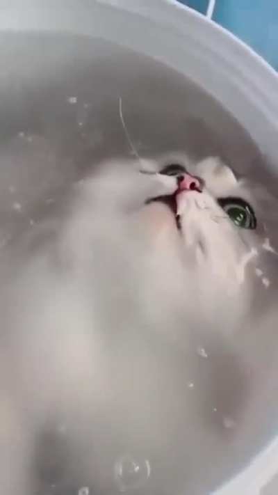 Despu&eacute;s dicen que los gatos huyen del agua....