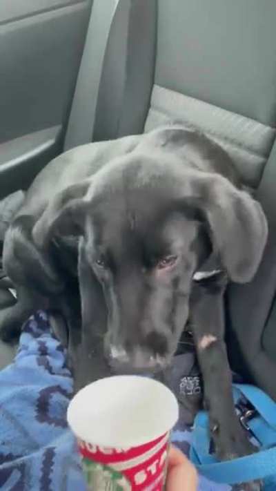 "Oh yes, I would like a Puppacino from Starbucks very much!"