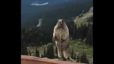 even the gopher screams aaaah