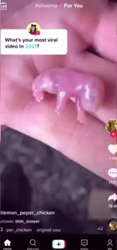 the forbidden gummy bear