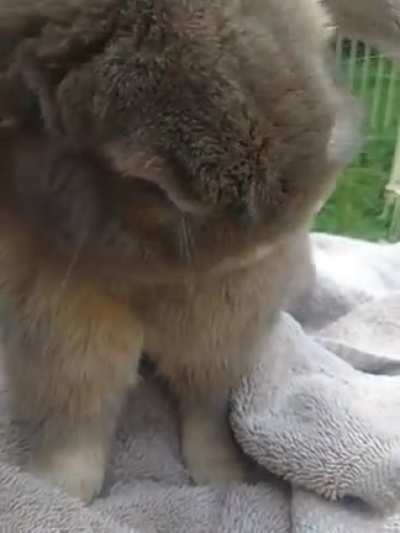 My dork kelso loves his but scratched