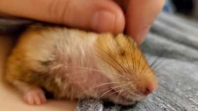 He likes his lil grabbies rubbed so I've added it to his evening massage routine