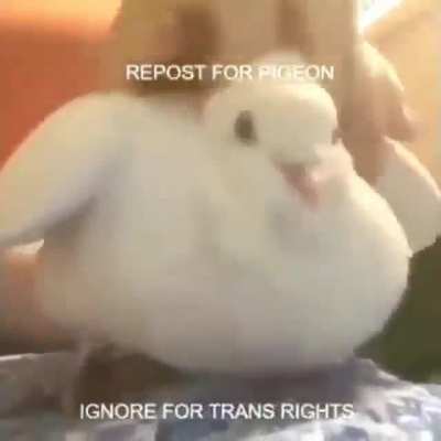 Yes