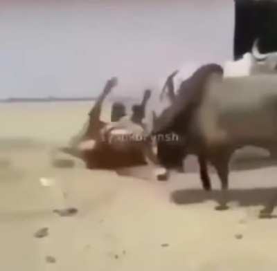 A sad bull.