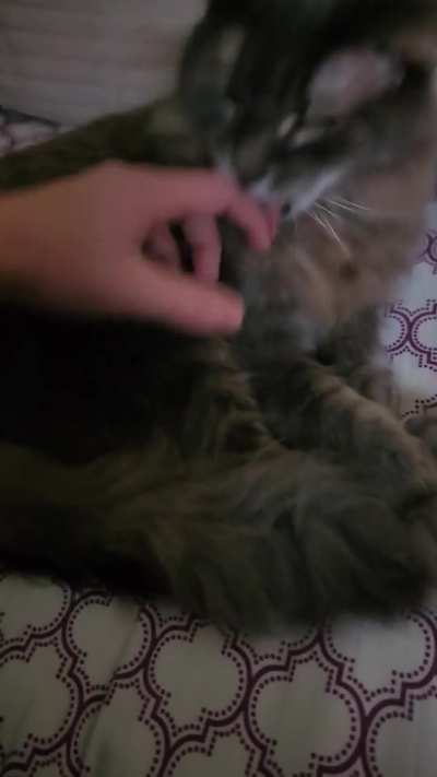 I the cat