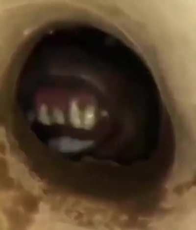Me trying to get the last pringle in the can: