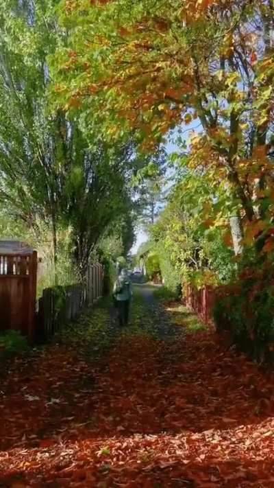 🔥 Filming a path over the course of a year to showcase the changing seasons