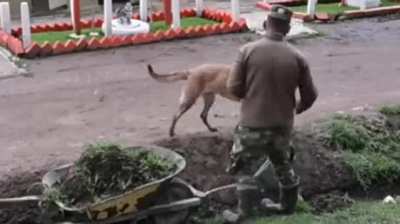 Smart Dog