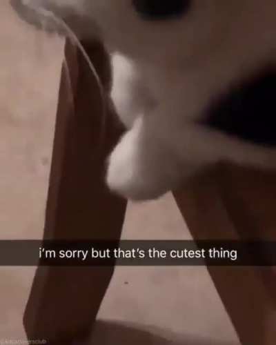 Its to cat