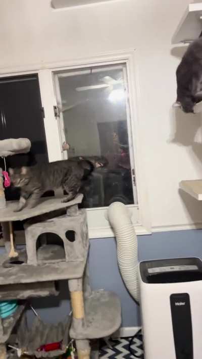 Dinner time! Feed us right MEOW!! Bonus pup 