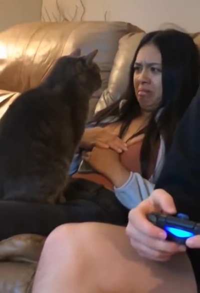 Don't care if you like it or not, pet it!