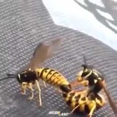 Fuck waps I guess