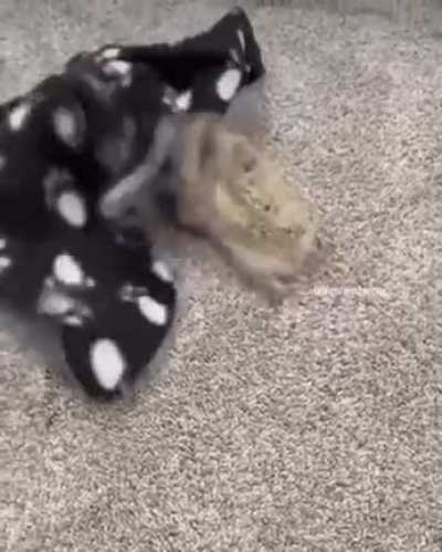Attak1!