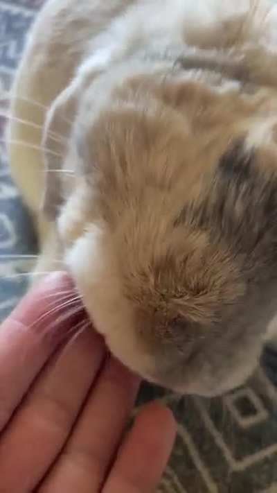 A tongue low five.