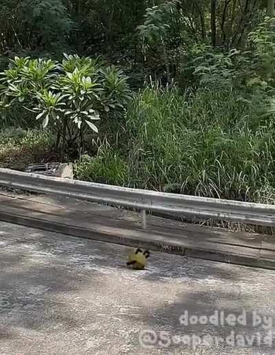 jackfruit migration