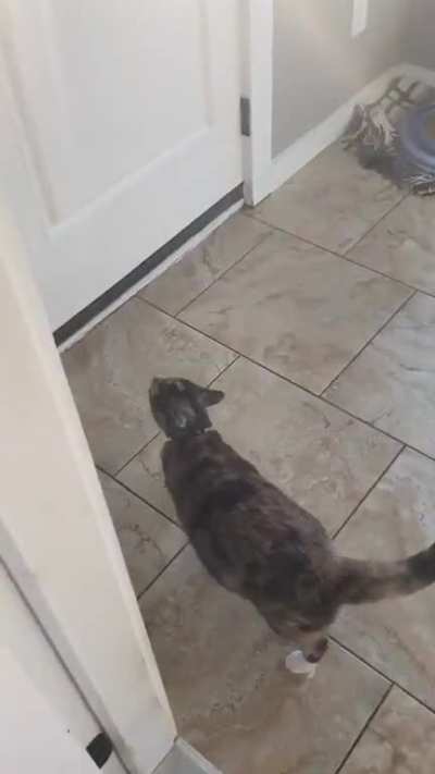 Begging to go outside so that she can beg to come back inside