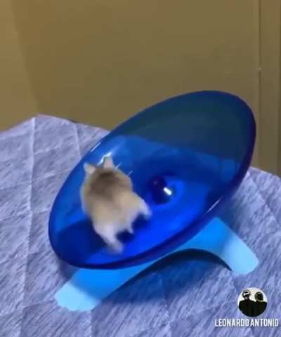 GOTTA GO FAST