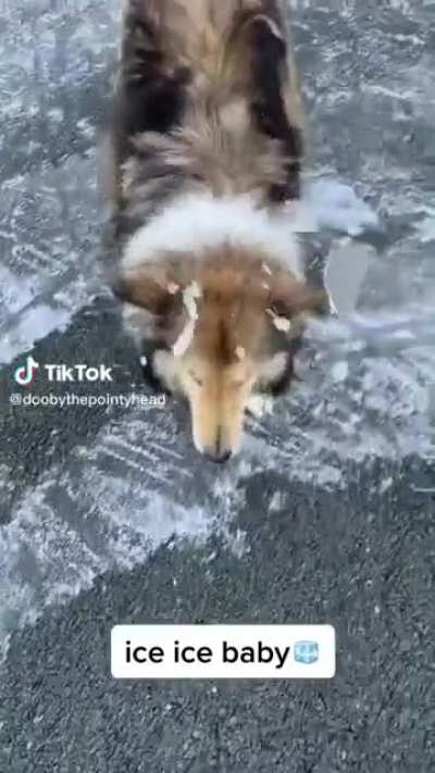 What the fuck did the dog do? Piece of shit