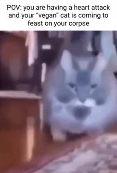 Such a nice cat