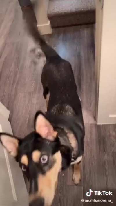 Knock Knock