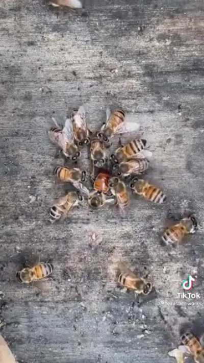 Beekeeper things