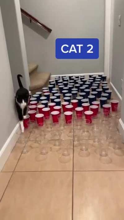 To be a graceful cat