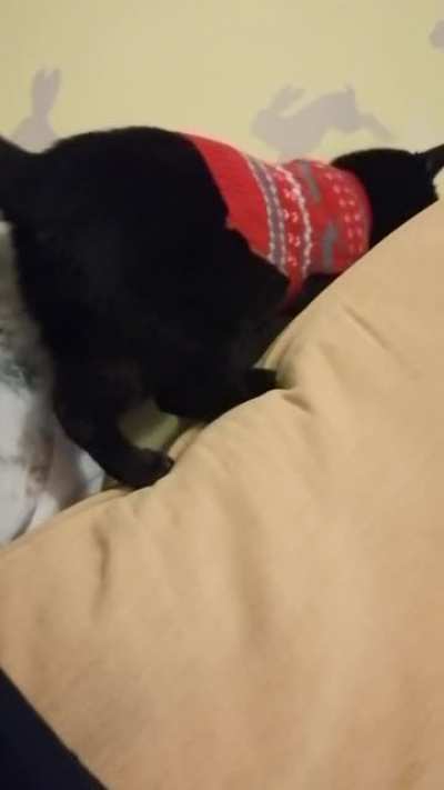 Sometimes my cat falls off things