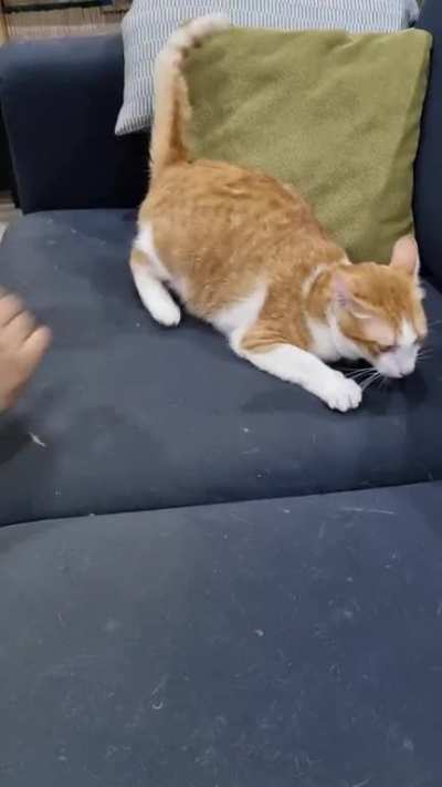 orange bongos