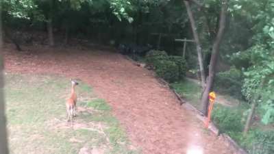 This was from my dad&rsquo;s little backyard deer family. I get updates on how their doing from time to time.