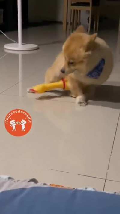 🐕 🐔