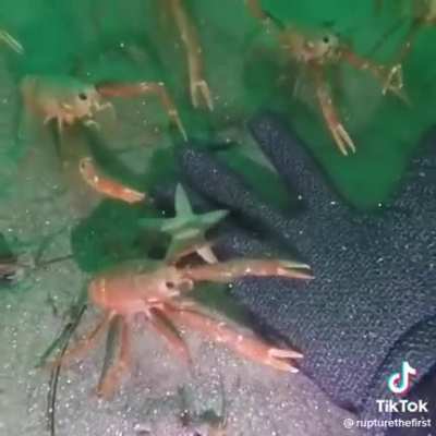 Crab