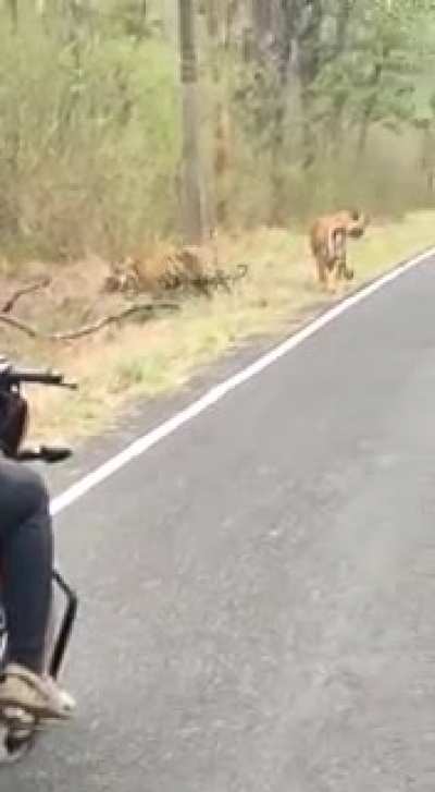 Just another animal crossing in India.