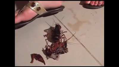 Flip Flops flattening Crawdads