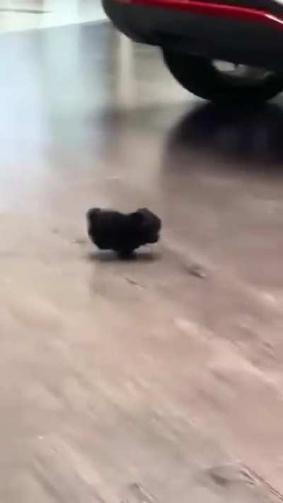 Crazy fro... erm.. pup