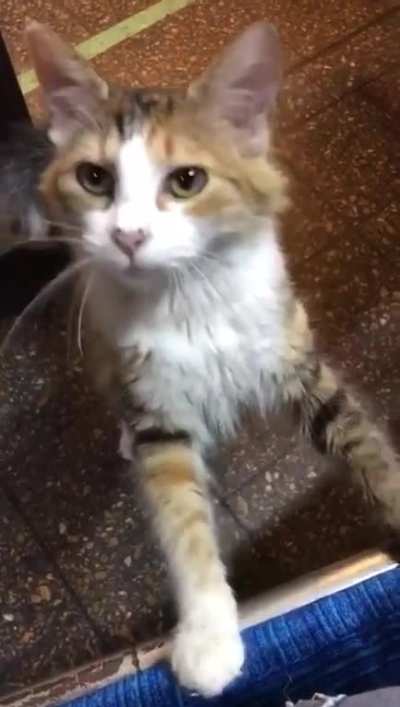 Stop eating and pet me human! - Habana