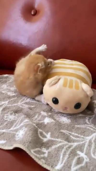 Rolly Polly😌❤️