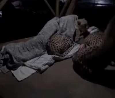 Man comforts his cheetahs when they get nervous during the night
