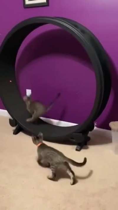 Cats vs laser pointer...